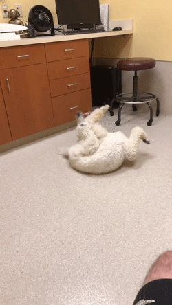 452d54e5-when-your-dog-is-special.gif