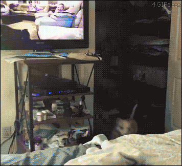 5a12f023-i-think-this-dog-expects-the-tv-dogs-to-follow-him.gif