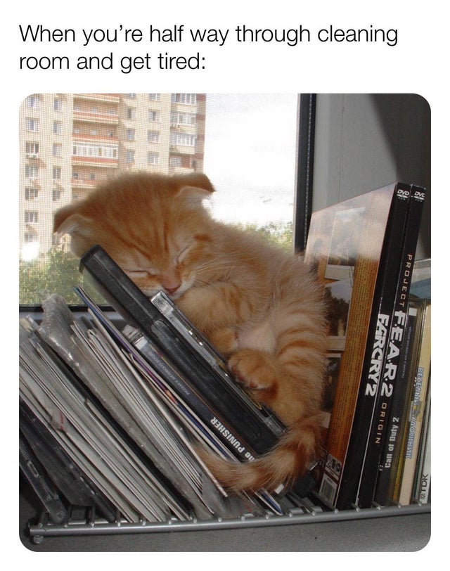 A cat sleeping among the books